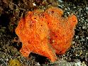 43 Painted Frogfish